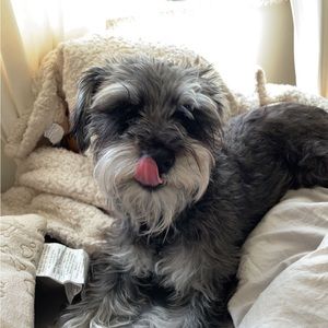 Meet your Posher, Morgan